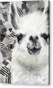 Mr. Llama - Acrylic Print